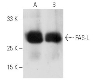 western blotting image from recommended FAS-L (NOK-1) monoclonal antibody replacement. Image 6227