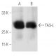 western blotting image from recommended FAS-L (NOK-1) monoclonal antibody replacement. Image 6227