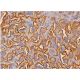 FAS-L Antibody (Kay-10) - Immunohistochemistry - Image 368839