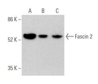 Fascin 2 Antibody (G-12) - Western Blotting - Image 370122