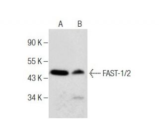 FAST-1/2 Antibody (D-12) - Western Blotting - Image 284441 