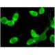 FAST-1/2 Antibody (H-7) - Immunofluorescence - Image 295455 