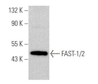 FAST-1/2 Antibody (H-7) - Western Blotting - Image 366210