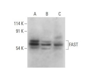 FAST Antibody (B-9) - Western Blotting - Image 318465 