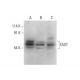 FAST Antibody (B-9) - Western Blotting - Image 318465 