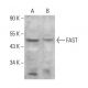 FAST Antibody (B-9) - Western Blotting - Image 376296