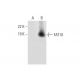 FAT10 Antibody (A-8) - Western Blotting - Image 297014