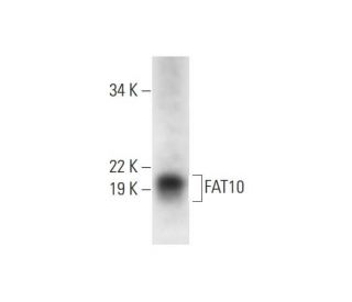 FAT10 Antibody (A-8) - Western Blotting - Image 297854 