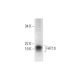 FAT10 Antibody (A-8) - Western Blotting - Image 297854 