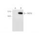 FAT10 Antibody (G-5) - Western Blotting - Image 58605 