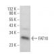 FAT10 Antibody (G-5) - Western Blotting - Image 359064