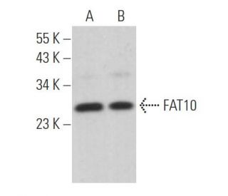 FAT10 Antibody (G-5) - Western Blotting - Image 369782 