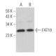 FAT10 Antibody (G-5) - Western Blotting - Image 369782 