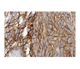 FAT2 Antibody (8C5) - Immunohistochemistry - Image 136471