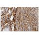 FAT2 Antibody (8C5) - Immunohistochemistry - Image 136471