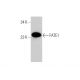 FATE1 Antibody (B5-9) - Western Blotting - Image 346970 