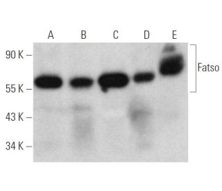 Fatso Antibody (C-3) - Western Blotting - Image 346521 