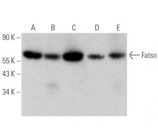 Fatso Antibody (G-1) - Western Blotting - Image 346519 