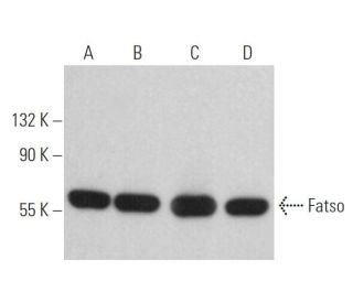 Fatso Antibody (E-10) - Western Blotting - Image 363915