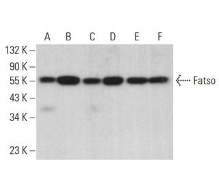 Fatso Antibody (E-10) - Western Blotting - Image 382098