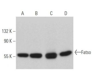 Fatso Antibody (G-1) - Western Blotting - Image 363914 