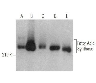 Fatty Acid Synthase Antibody (A-5) - Western Blotting - Image 352454 