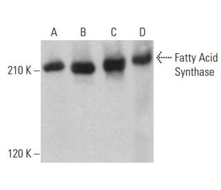 western blotting image from recommended Fatty Acid Synthase (G-11) monoclonal antibody replacement. Image 380442