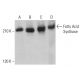 western blotting image from recommended Fatty Acid Synthase (G-11) monoclonal antibody replacement. Image 380442