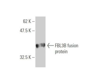 FBL3B Antibody (4A1) - Western Blotting - Image 349555