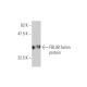 FBL3B Antibody (4A1) - Western Blotting - Image 349555