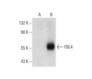 FBL4 Antibody (D-9) - Western Blotting - Image 297999