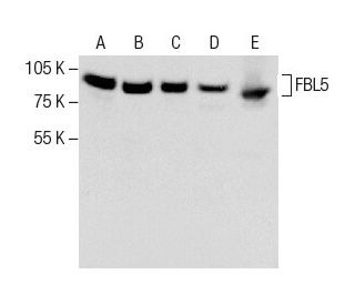 FBL5 Antibody (G-11) - Western Blotting - Image 286079 