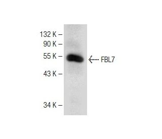 FBL7 Antibody (A-8) - Western Blotting - Image 149981