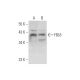 FBL8 Antibody (D-1) - Western Blotting - Image 319613 