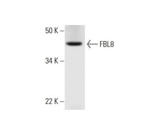 FBL8 Antibody (D-1) - Western Blotting - Image 294479Each CRISPR/Cas9 Knockout (KO) Plasmid product consists of a pool of 3 plasmids designed to ensure identification and cleavage of a specific gene for maximum knockout efficiency. Each plasmid encodes a unique 20 nt sequence derived from the GeCKO (v2) library.