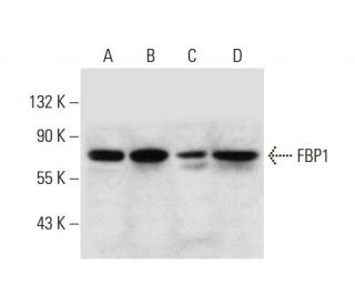 FBP1 Antibody (A-4) - Western Blotting - Image 299202 