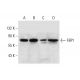 FBP1 Antibody (A-4) - Western Blotting - Image 299202 