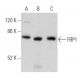 FBP1 Antibody (B-7) - Western Blotting - Image 354975 