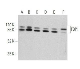 FBP1 Antibody (G-8) - Western Blotting - Image 359688 