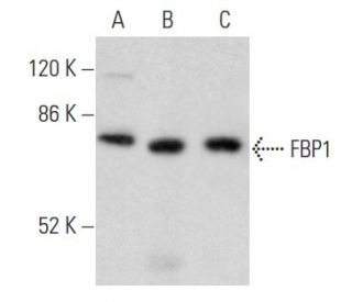 FBP1 Antibody (B-7) - Western Blotting - Image 354975