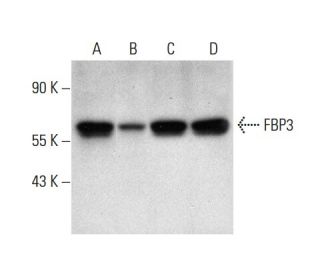 FBP3 Antibody (E-8) - Western Blotting - Image 304496 