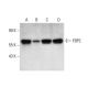 FBP3 Antibody (E-8) - Western Blotting - Image 304496 