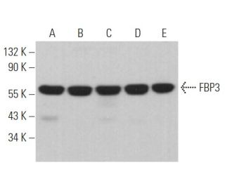 FBP3 Antibody (E-8) - Western Blotting - Image 367237
