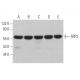 FBP3 Antibody (E-8) - Western Blotting - Image 367237