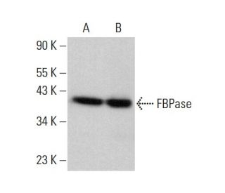 FBPase Antibody (A-4) - Western Blotting - Image 383267 