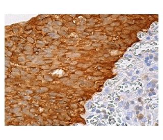 FBPase Antibody (C-10) - Immunohistochemistry - Image 159021 