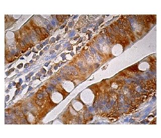 FBPase Antibody (F-9) - Immunohistochemistry - Image 159095 