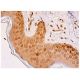 FBXO11 Antibody (E-9) - Immunohistochemistry - Image 333300 