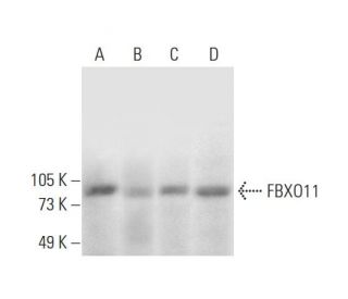 FBXO11 Antibody (E-9) - Western Blotting - Image 293052 