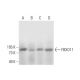 FBXO11 Antibody (E-9) - Western Blotting - Image 293052 